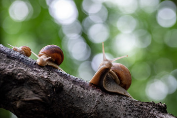 Close up photo of the snail