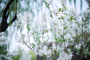 Flowers outside of Earth altar in Beijing
