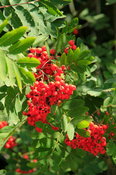 Rowan, Rowan Tree, Germany, Europe