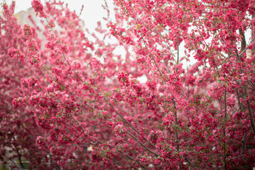 all kinds Malus spectabilis in Beijing