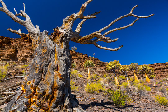 Kiver Bilder Durchsuchen 118 Archivfotos, und Videos