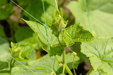 green leaves of young healthy cucumbers