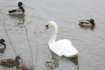 white swan and cygnets