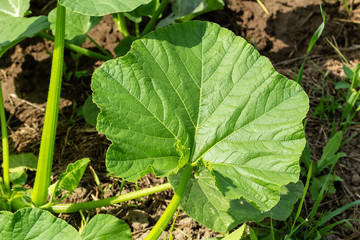 green pumpkin leaves in the field