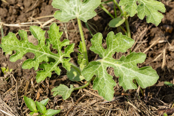 green leaves of watermelon on the background of the earth