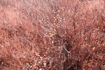 Bushes in Baoding China