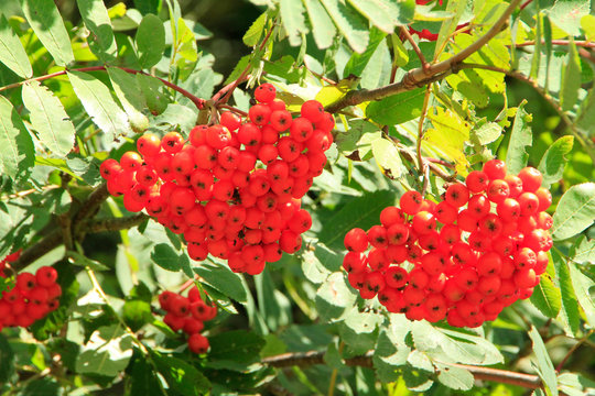 Rowan, Rowan Tree, Germany, Europe