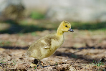 Canada Goose baby walking around