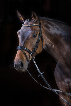 Pferd im Fotostudio vor schwarzem Hintergrund