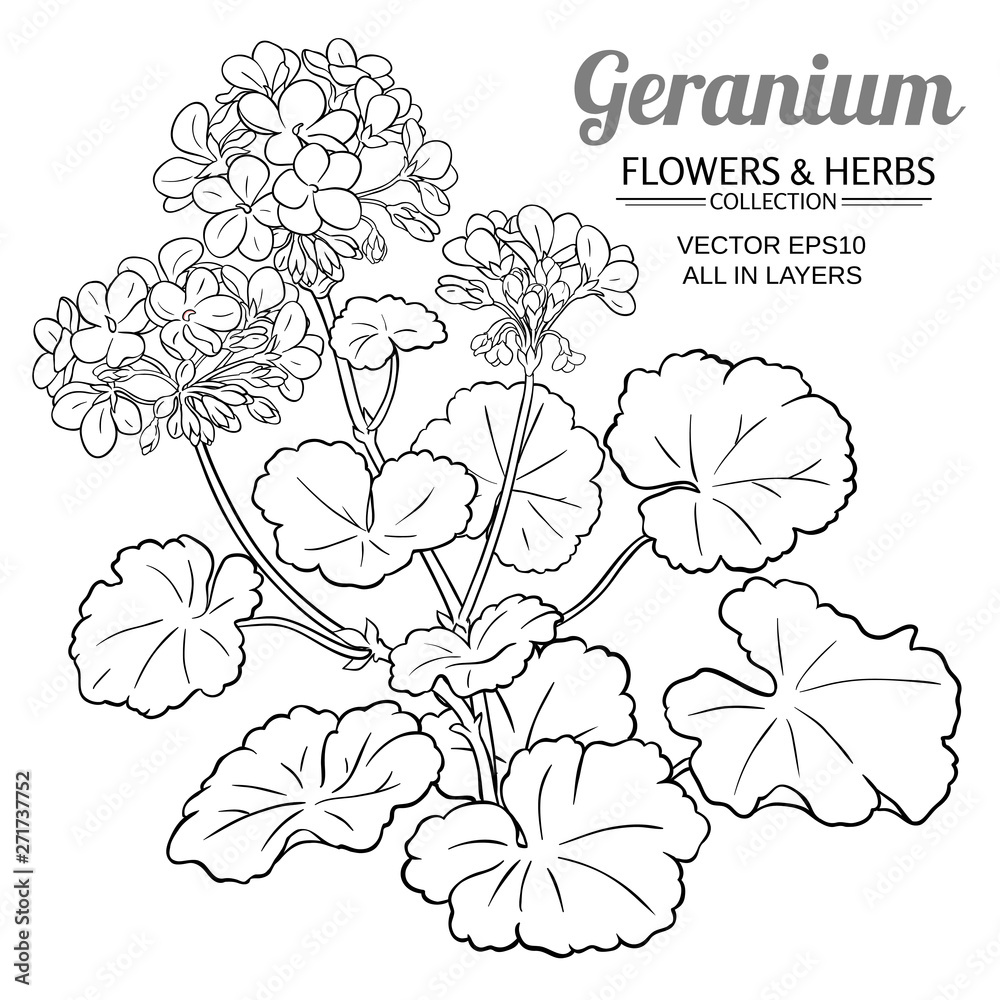 Wall mural geranium plant illustration