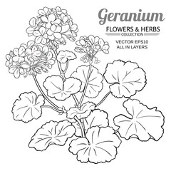 geranium plant illustration