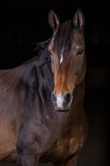 Fototapeta na wymiar Pferd im Fotostudio vor schwarzem Hintergrund