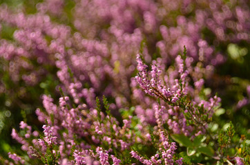 Fototapeta premium Bunch of purple scotch heather Calluna vulgaris, erica, ling bush also called Ling plant on moorland. Heather flowers Pink Calluna vulgaris, soft green field, selective focus photo.