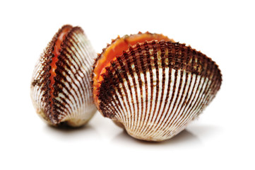 Scapharca subcrenata on white background 