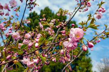 View of the flowering plum in spring or summer, nature background.