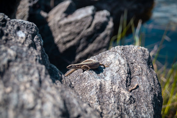 Eidechse auf Felsen