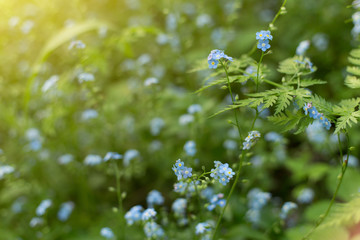Summer blue wild flowers and green plants on meadow in sunligh