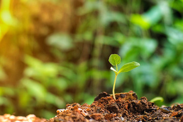 Seedlings