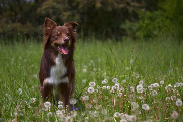 Dog austalian shepherd portrait in grass