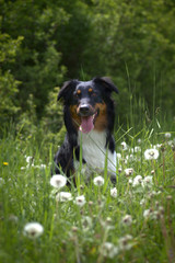 Dog austalian shepherd portrait in grass