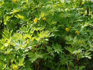 Flowers of Paeonia suffruticosa or paeonia moutan