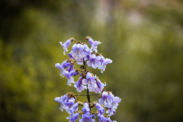 All kinds of flowers