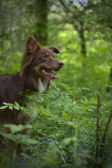 Dog austalian shepherd portrait in forest