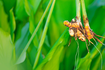 indian turmaric field