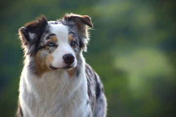 Dog austalian shepherd portrait