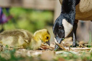 Canada Goose and it's baby walking around