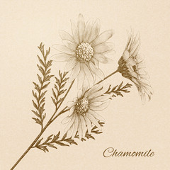 Engraved chamomile flower