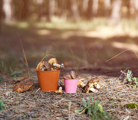 Fototapeta premium edible forest mushrooms in an orange iron bucket in the middle of the forest
