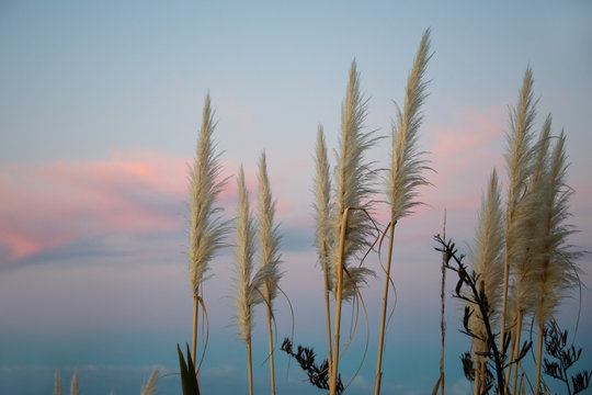 Reeds dancing in the wind at the sunset on the Coromandel Peninsula New Zealand