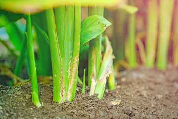 indian turmaric field