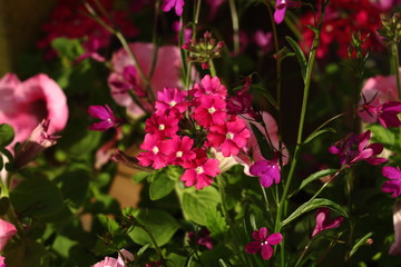 Obraz premium Verbena and petunia, two colorful flowers in the garden.