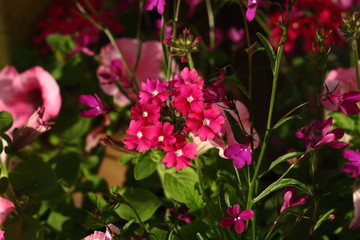 Verbena and petunia, two colorful flowers in the garden.