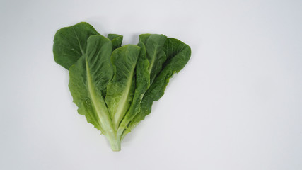 Cos Lettuce.Long loose leaf is a sweet taste,Popularly eaten in the form of salads.