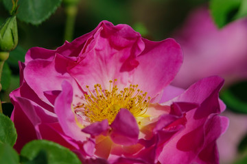 Close up shot of beautiful rose blossom in a garden