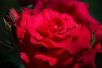Naklejka premium Close up shot of beautiful rose blossom in a garden