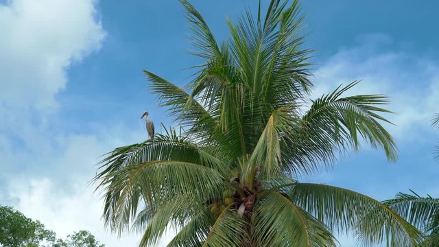 Big Stork Anastomus oscitans sitting on the palm tree leaves and flies away Blue sky background at sunny day White asian stork Wild life Fauna of Asia