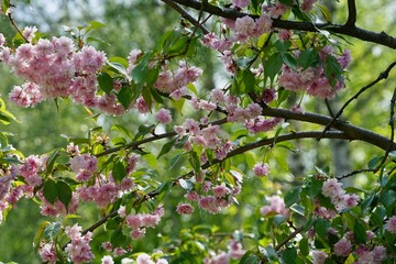 Rosa Kirschblüten vor grünem Hintergrund