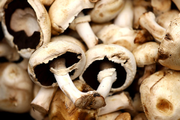 mushrooms fresh and natural gathered mushrooms