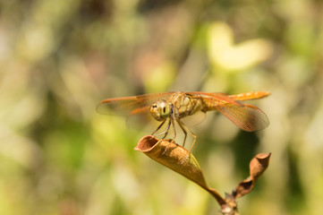 dragonfly on leaf