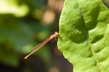 A Beautiful small Hopper
