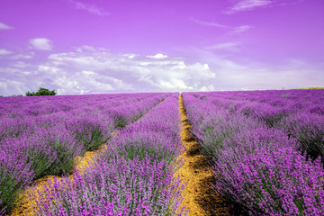 Fototapeta premium lavender field