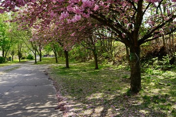 Der Berliner Mauerweg in der  Wollankstrasse während der Kirschblüte