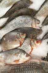 Cooled fish on ice for sale in market