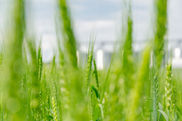 Young green wheat in the field. Modern elevator in the background