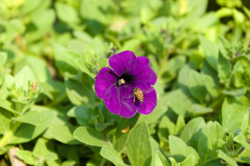 Fototapeta premium Bee on flower