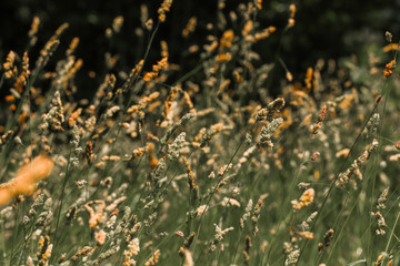 overgrown and yellowed herbs